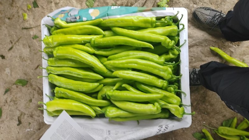 辽宁凌海冷棚牛角椒20厘米