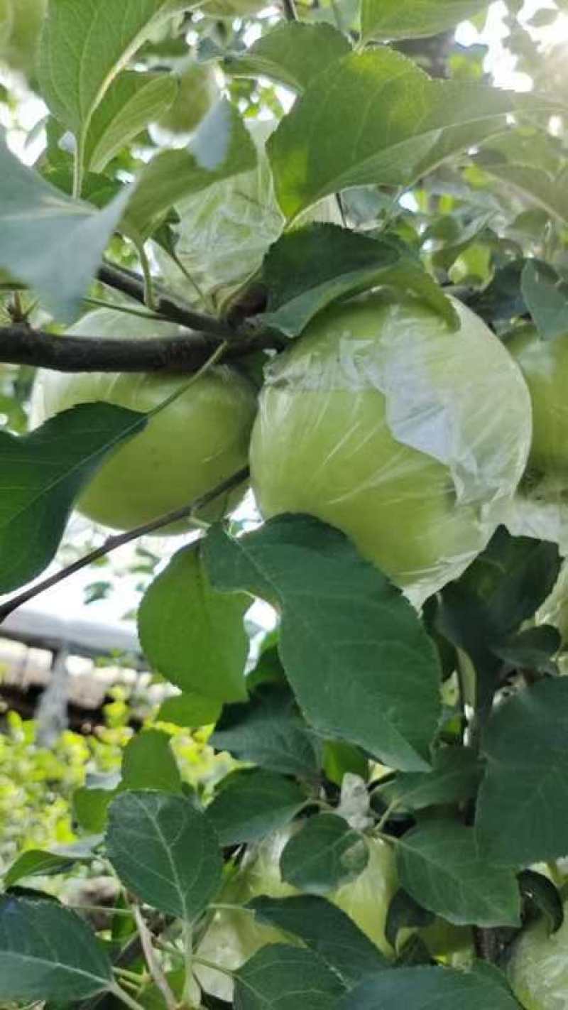 江苏丰县早熟红露苹里以大量上市