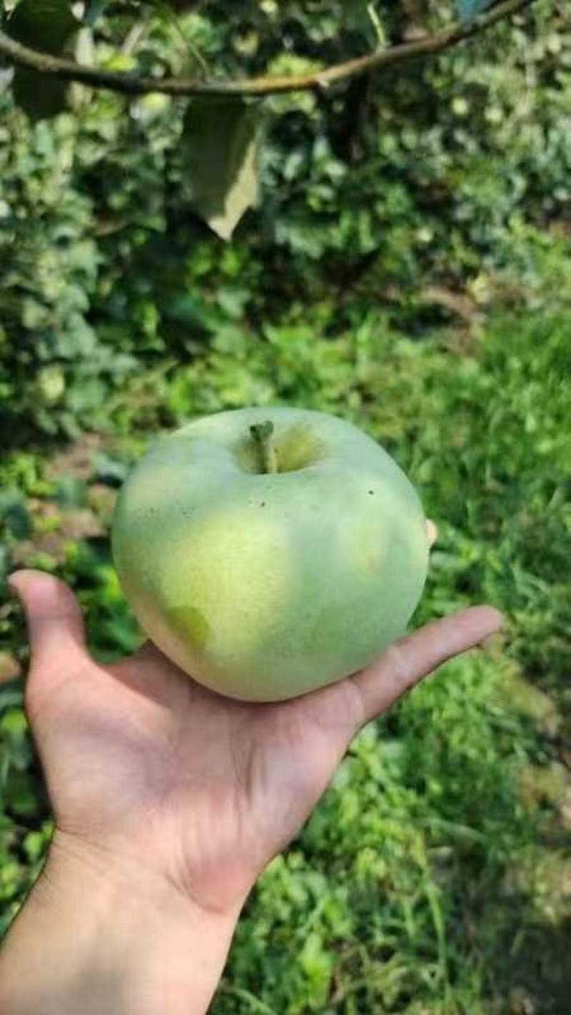 江苏丰县早熟红露苹里以大量上市