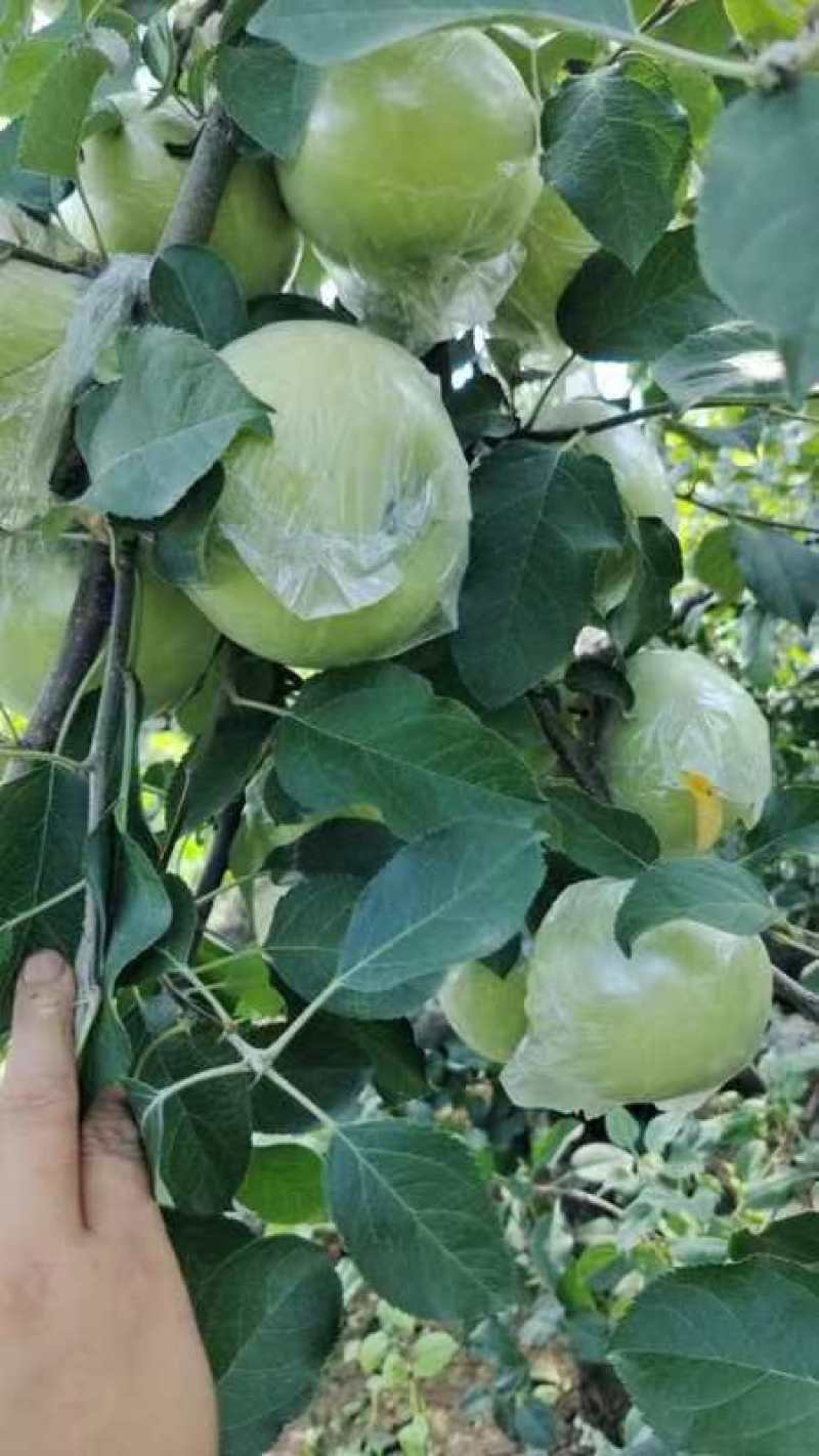 江苏丰县早熟红露苹里以大量上市
