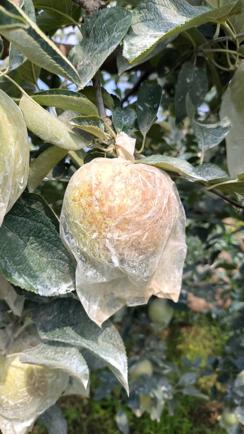 江苏丰县早熟红露苹里以大量上市