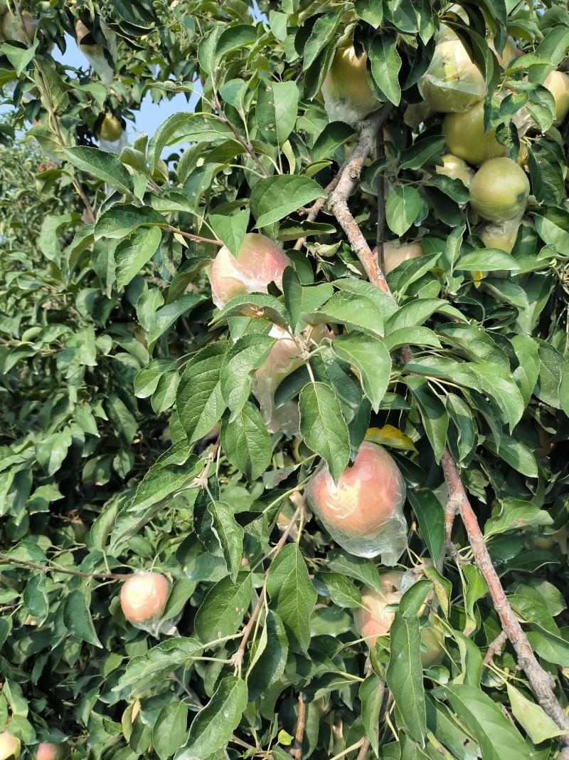 江苏丰县早熟红露苹里以大量上市