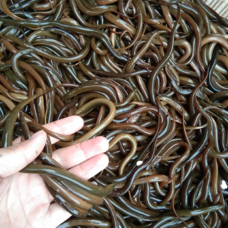 鳝鱼苗养殖，精品黄鳝苗批发全国送货上门，提供技术跟踪。