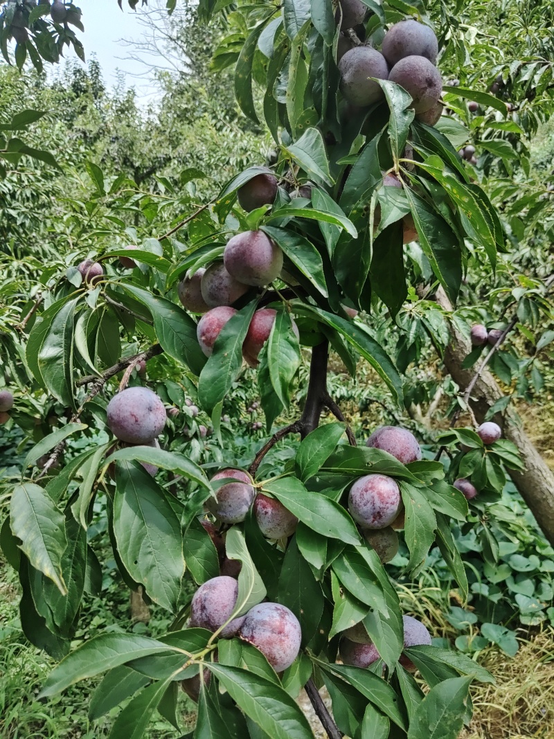 半边红，桃花。青翠李，大量上市，对接各电商和批发商，