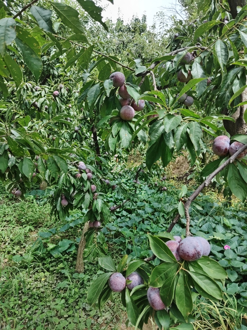 半边红，桃花。青翠李，大量上市，对接各电商和批发商，