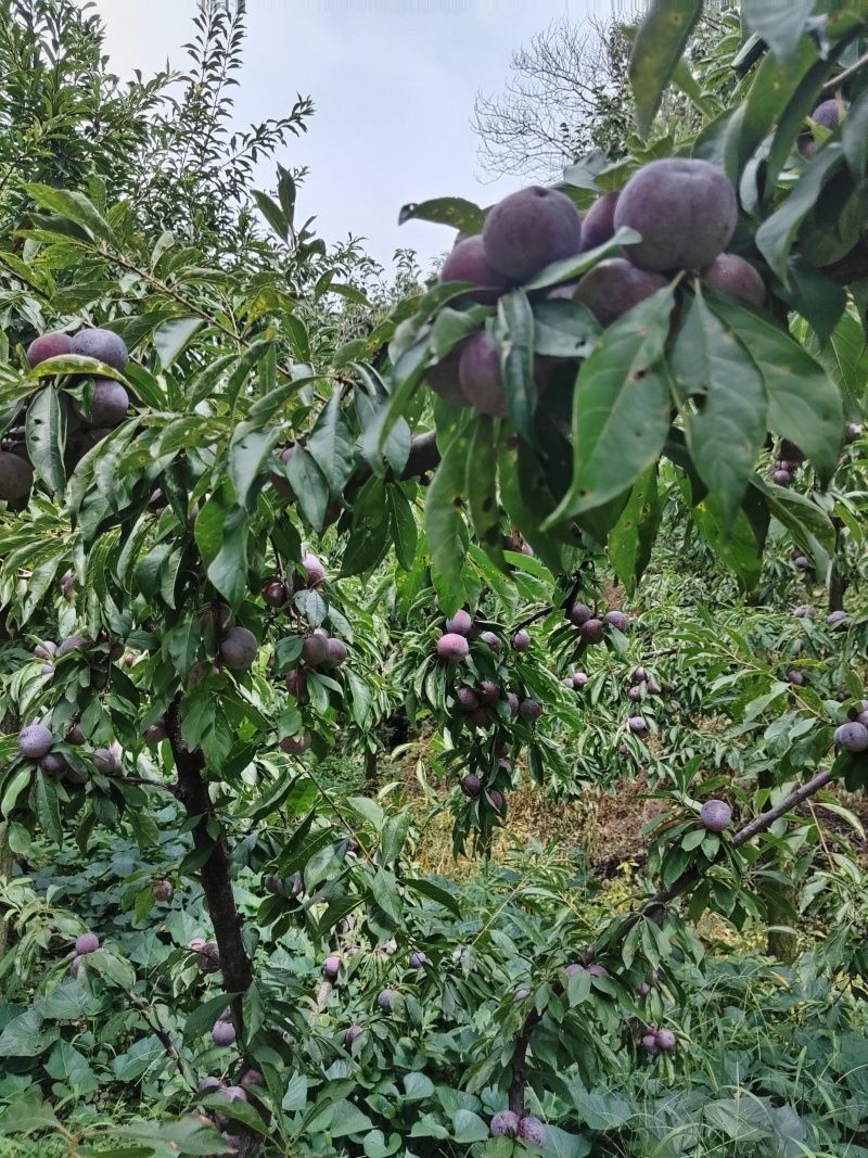 半边红，桃花。青翠李，大量上市，对接各电商和批发商，