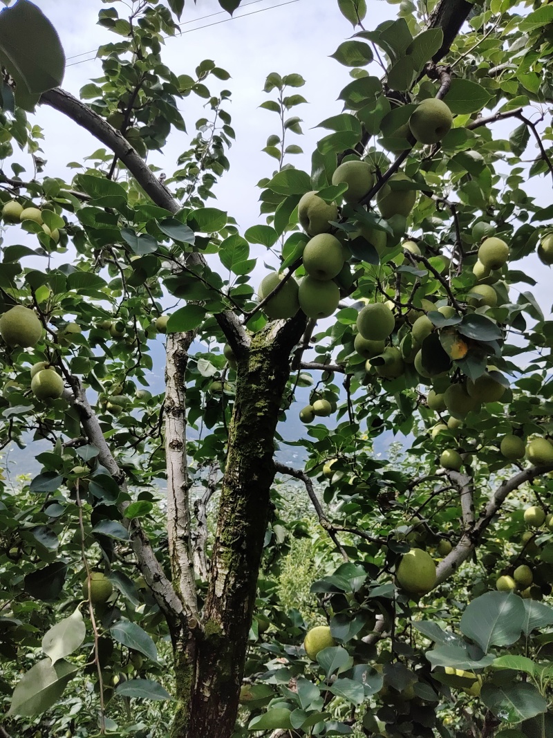 半边红，桃花。青翠李，大量上市，对接各电商和批发商，