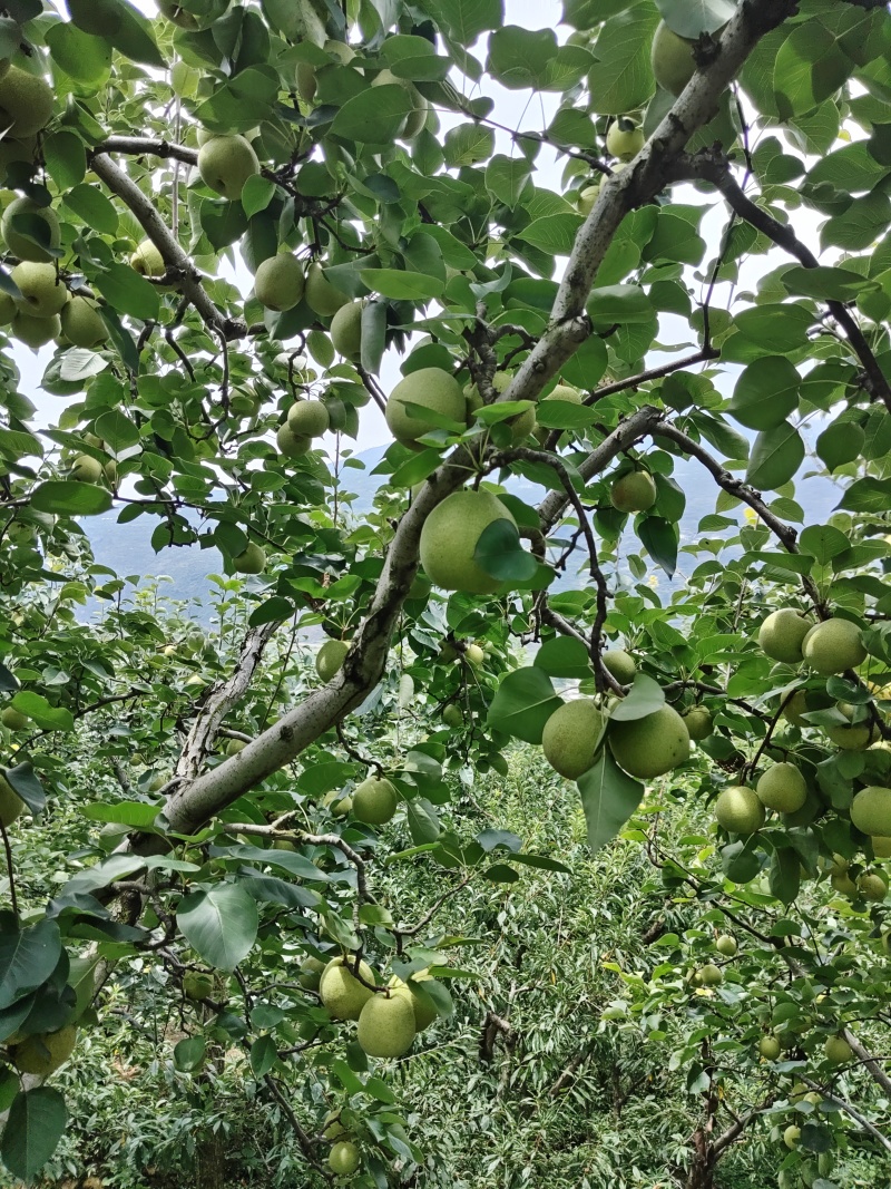 半边红，桃花。青翠李，大量上市，对接各电商和批发商，