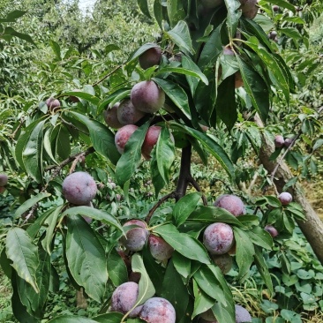 半边红，桃花。青翠李，大量上市，对接各电商和批发商，