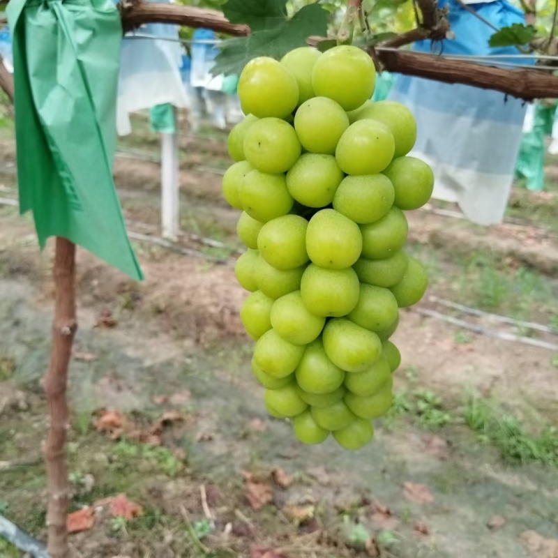 桂林兴安葡萄大量上市，夏黑巨峰阳光玫瑰温克