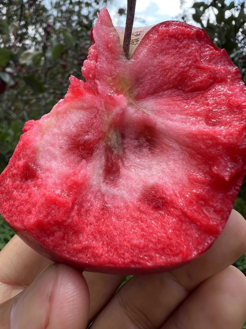 红肉苹果，红色之爱苹果，产地直销，脆甜多汁