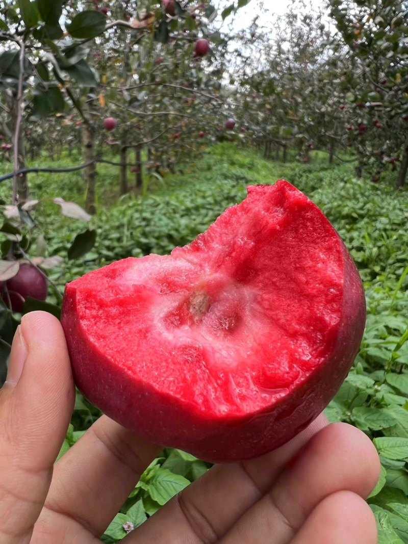 红肉苹果，红色之爱苹果，产地直销，脆甜多汁