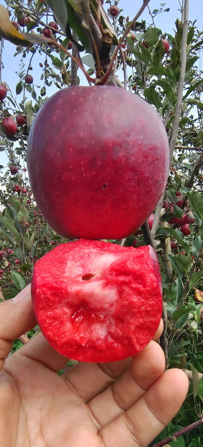 红肉苹果，红色之爱苹果，产地直销，脆甜多汁