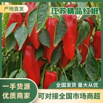 首单补贴产地对接酱厂红椒泡椒江苏精品红辣椒鲜辣椒