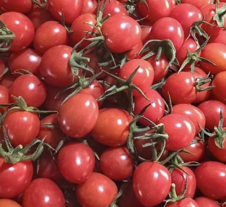 千禧圣女果结果期