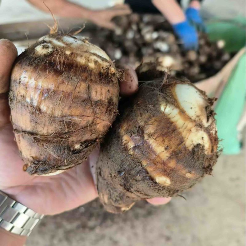 推荐山东精品毛芋头产地直发货源充足价格优惠欢迎咨询选购
