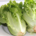生菜/江苏精品生菜/意大利生菜/产地批发/量大从优