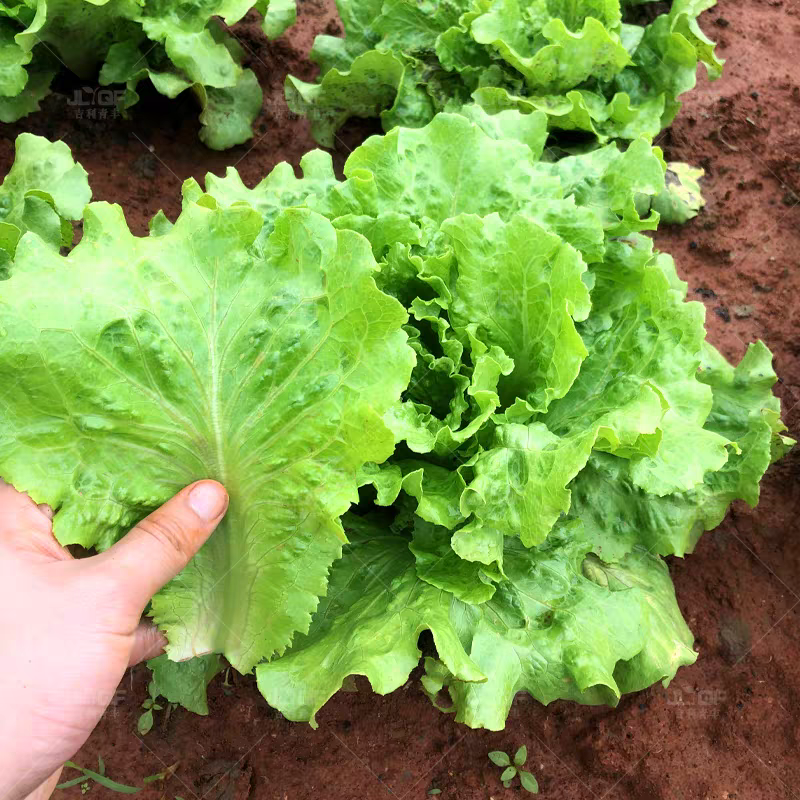 生菜/江苏精品生菜/意大利生菜/产地批发/量大从优