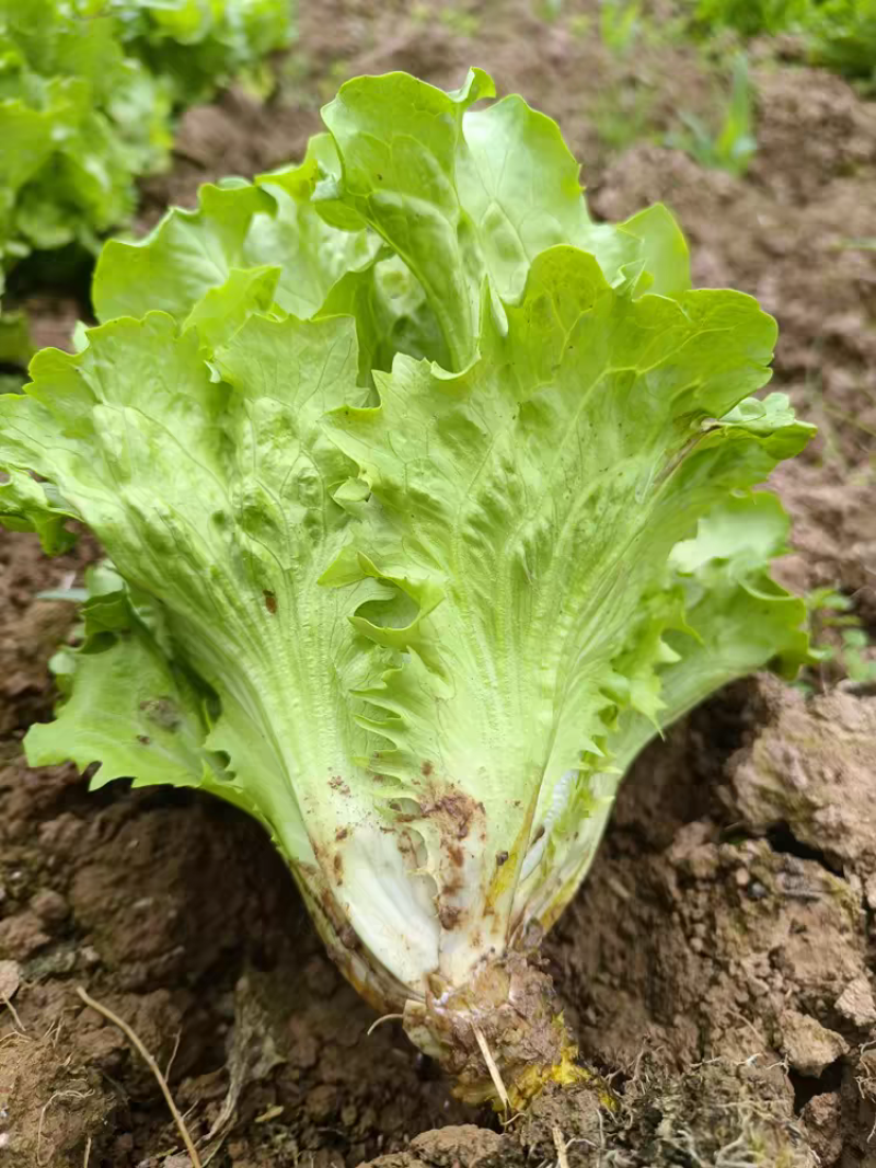 生菜/江苏精品生菜/意大利生菜/产地批发/量大从优