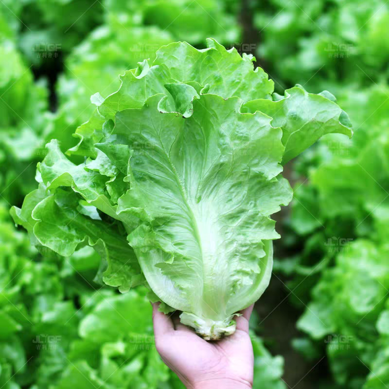 生菜/江苏精品生菜/意大利生菜/产地批发/量大从优