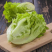 生菜/江苏精品生菜/意大利生菜/产地批发/量大从优