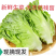 生菜/江苏精品生菜/意大利生菜/产地批发/量大从优