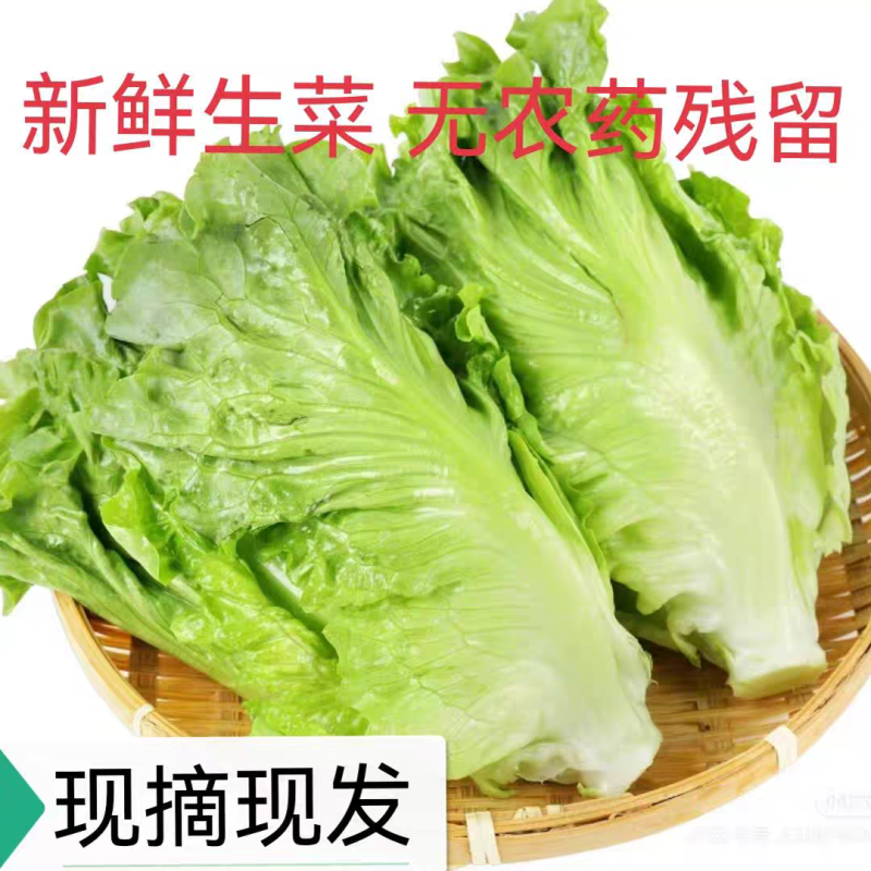 生菜/江苏精品生菜/意大利生菜/产地批发/量大从优