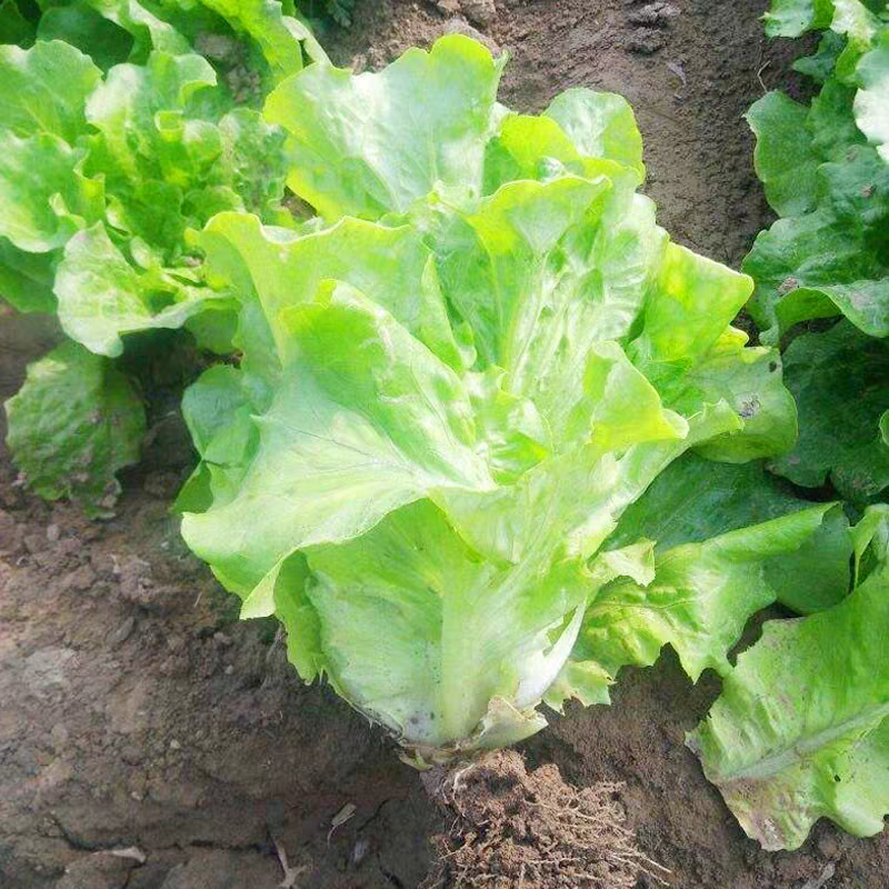 生菜/江苏精品生菜/意大利生菜/产地批发/量大从优