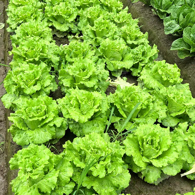 生菜/江苏精品生菜/意大利生菜/产地批发/量大从优