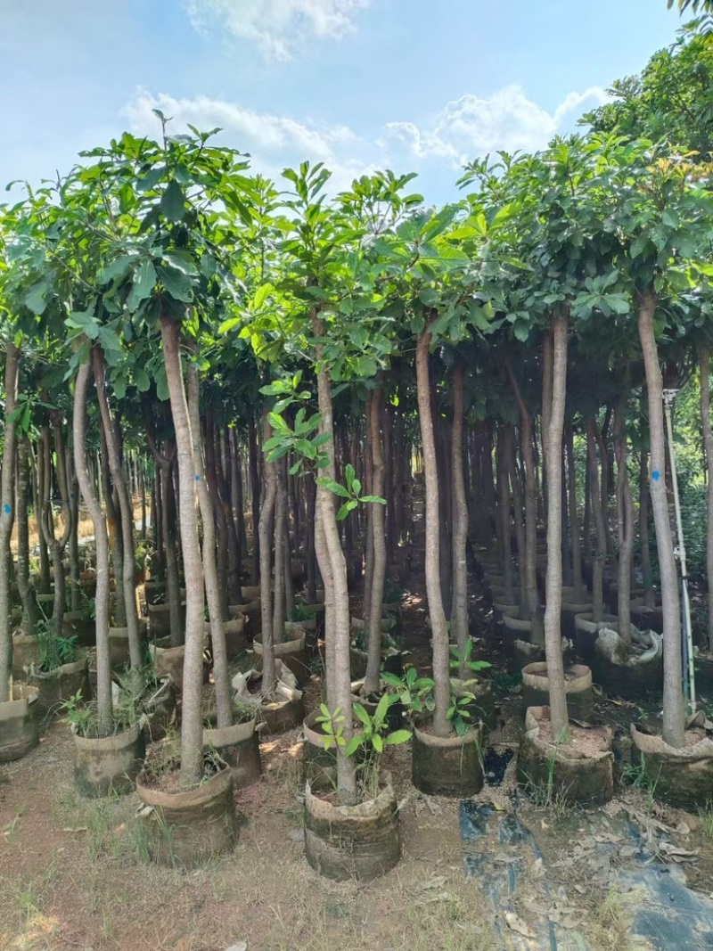 红花心蕊5～15公分产地直发规格齐全质量保证