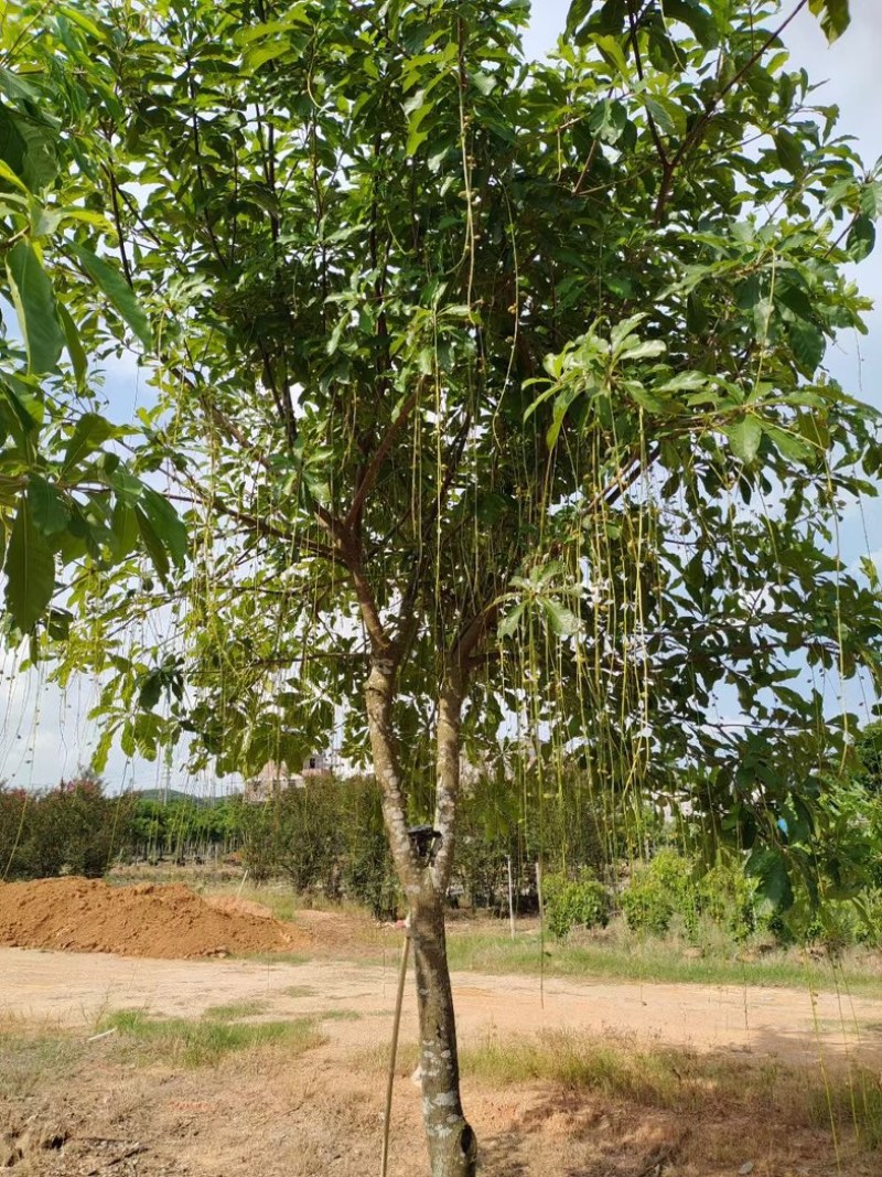 红花心蕊5～15公分产地直发规格齐全质量保证