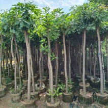 红花心蕊5～15公分产地直发规格齐全质量保证