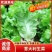 生菜/江苏精品生菜/意大利生菜/产地批发/量大从优