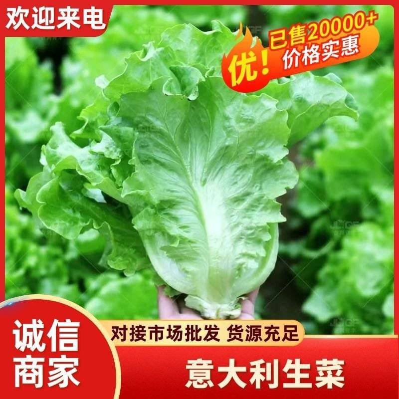 生菜/江苏精品生菜/意大利生菜/产地批发/量大从优