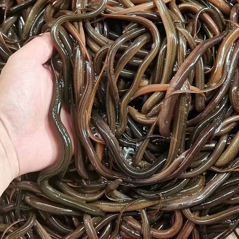 黄鳝苗，优质鳝鱼苗大量出售，百万现货供应，全国送货上门