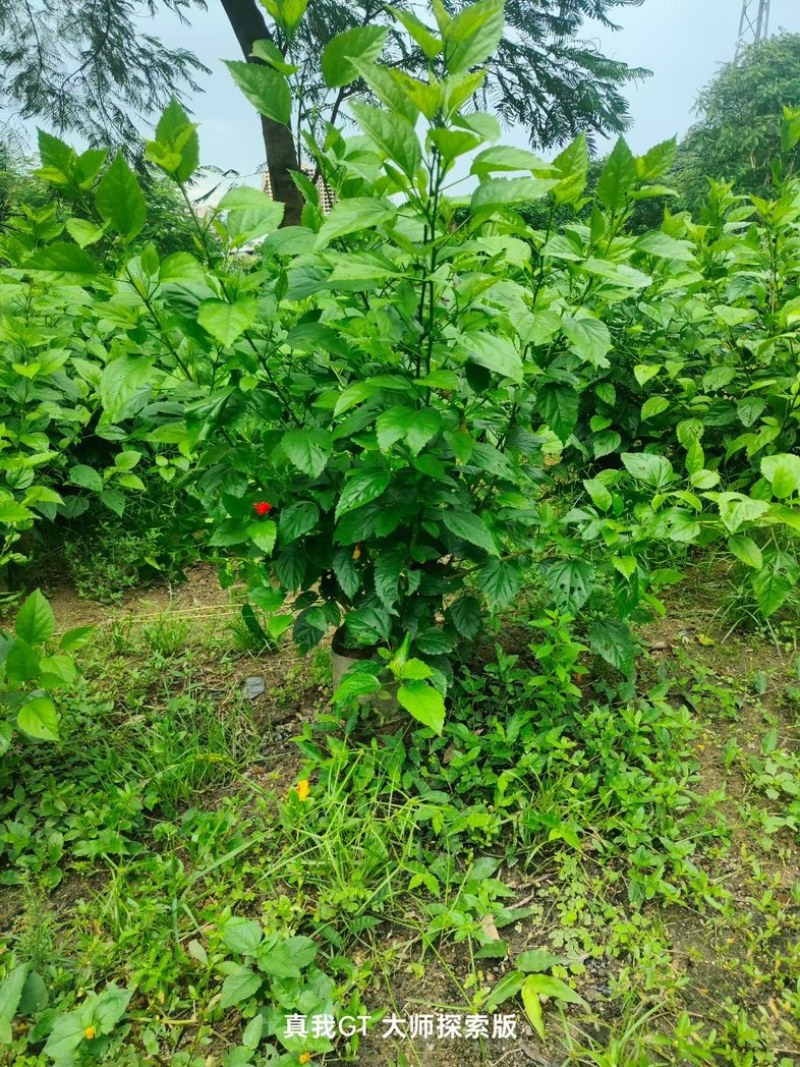 扶桑50～1米产地直发规格齐全质量保证欢迎老板来电