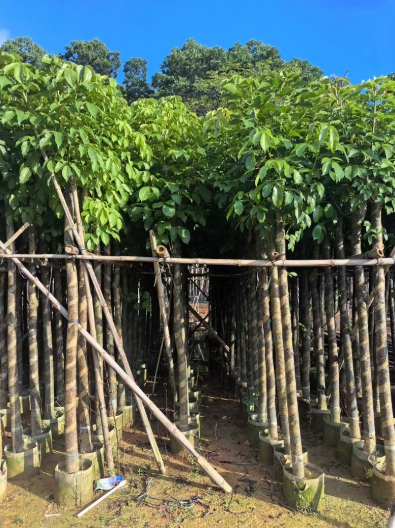 光杆秋枫5～15公分产地直发规格齐全质量保证