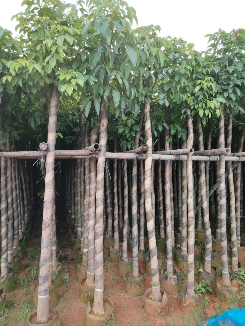光杆秋枫5～15公分产地直发规格齐全质量保证