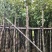 光杆秋枫5～15公分产地直发规格齐全质量保证
