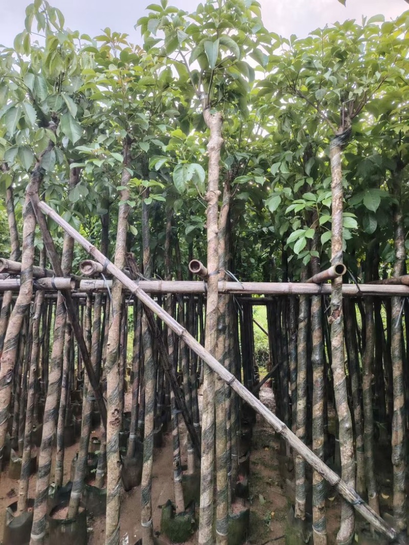光杆秋枫5～15公分产地直发规格齐全质量保证