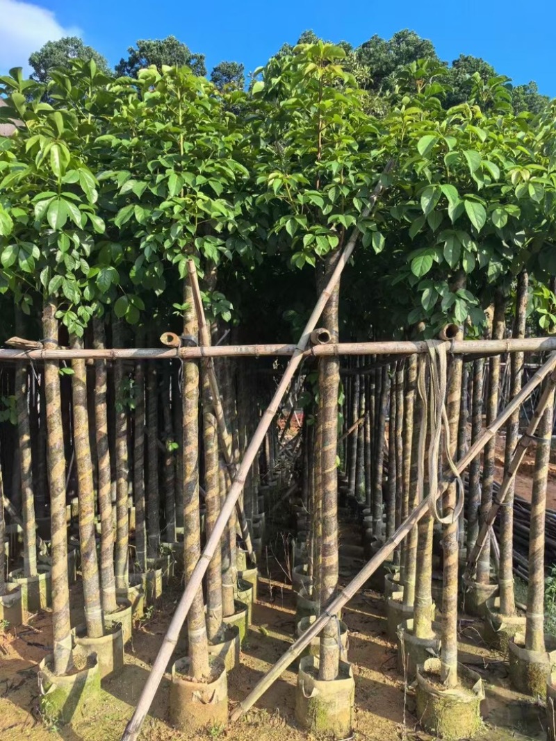 光杆秋枫5～15公分产地直发规格齐全质量保证