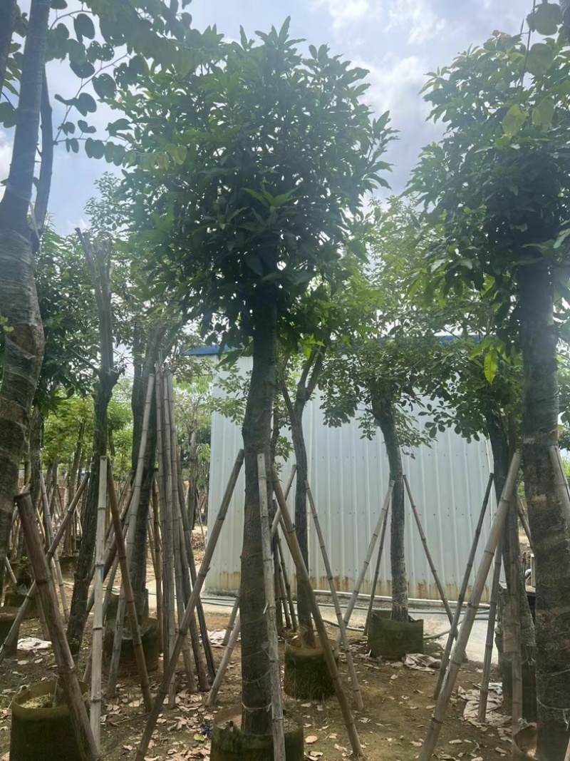 芒果树15～18公分产地直发规格齐全质量保证