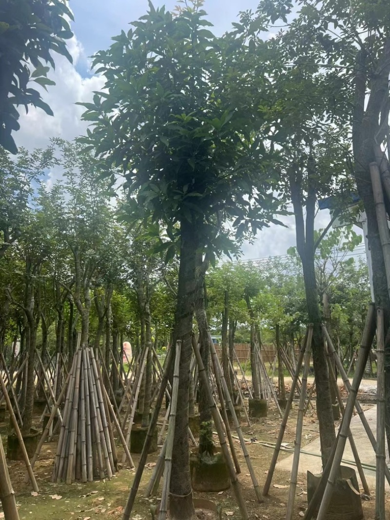 芒果树15～18公分产地直发规格齐全质量保证