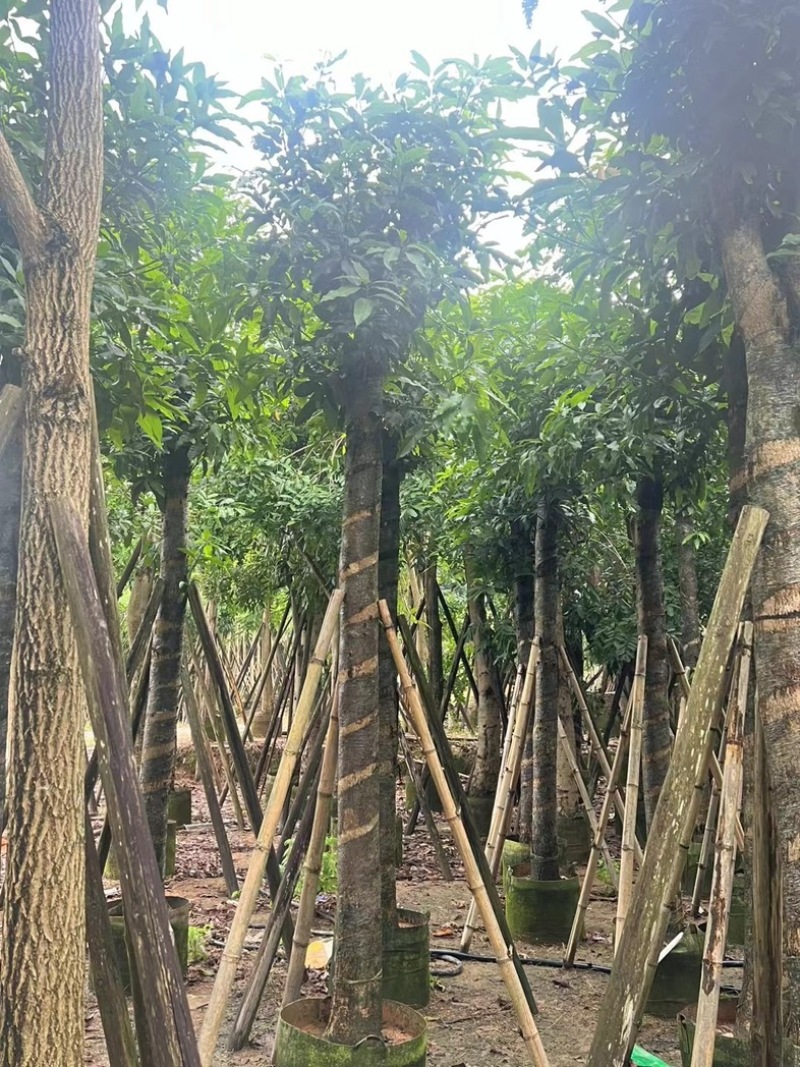芒果树15～18公分产地直发规格齐全质量保证