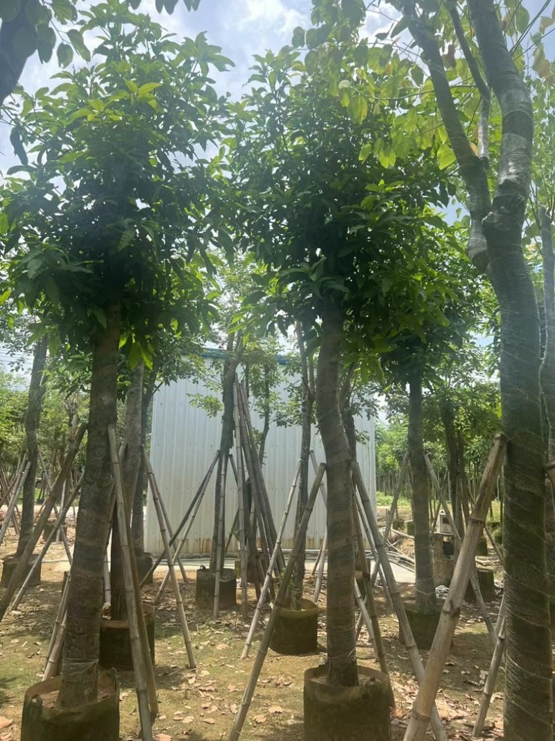 芒果树15～18公分产地直发规格齐全质量保证