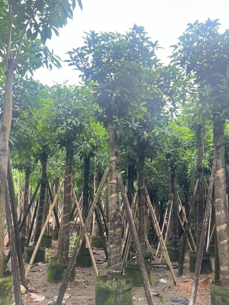 芒果树15～18公分产地直发规格齐全质量保证