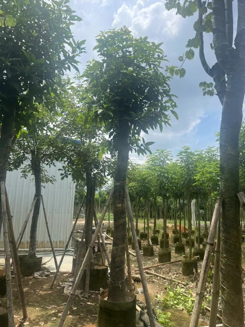 芒果树15～18公分产地直发规格齐全质量保证