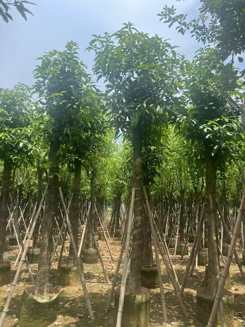 芒果树15～18公分产地直发规格齐全质量保证