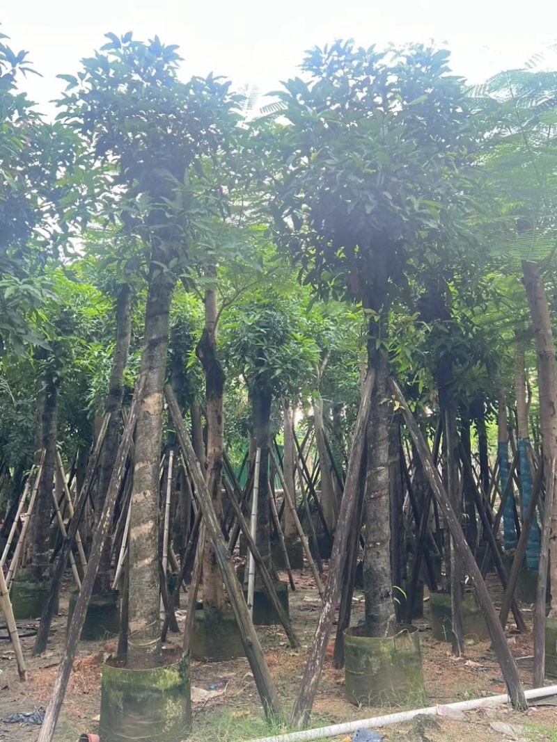 芒果树15～18公分产地直发规格齐全质量保证