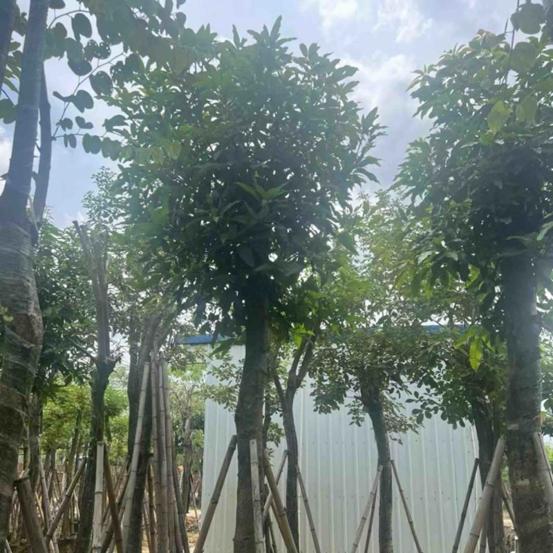 芒果树15～18公分产地直发规格齐全质量保证